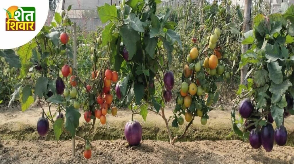 brimato-technology-brinjal-and-tomato-on-same-plant