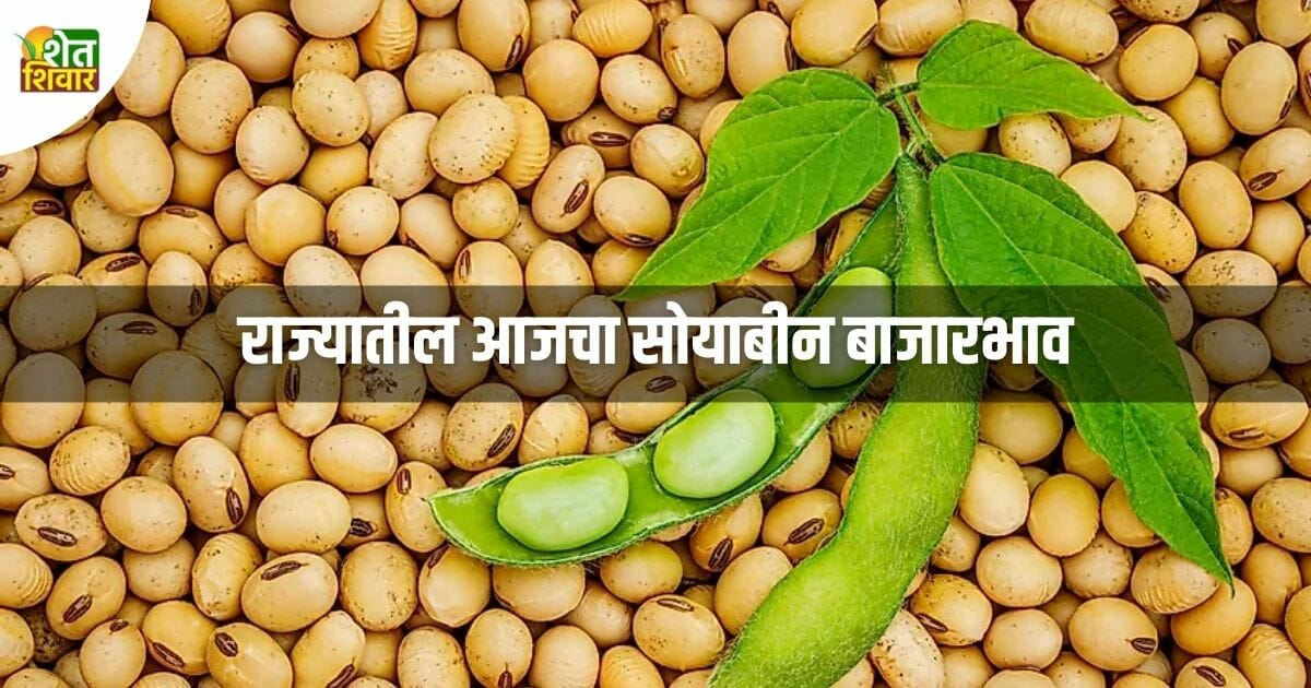 Soybean-bajar-bhav-Soybean-market-rate