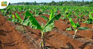 banana-farming-drip-irrigation
