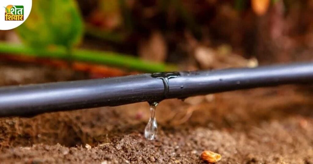 drip-irrigation-thibak-sinchan