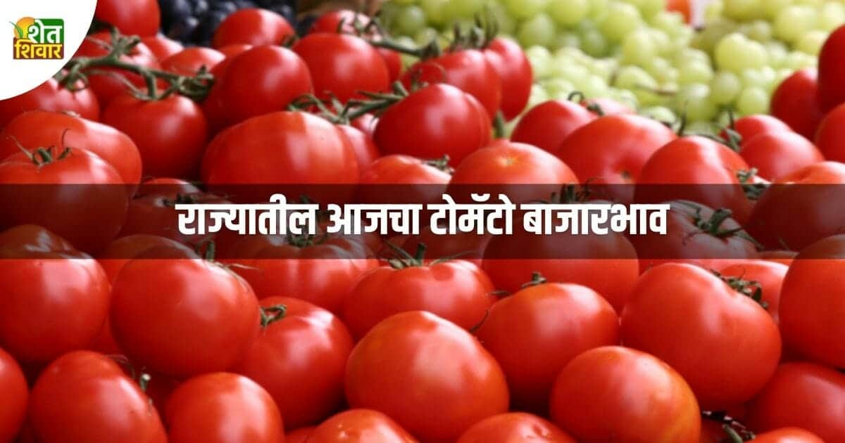 tomato-bajar-bhav-tomato-market-rate