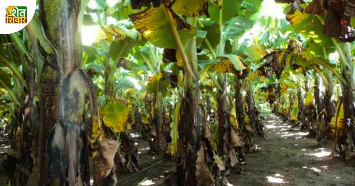 Sigatoka-disease-on-bananas-due-to-cloudy-weather