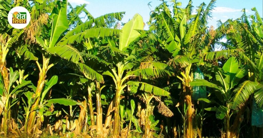 banana-farms