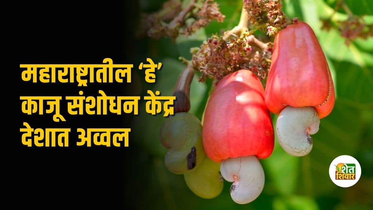 cashew-research-statio-maharashtra