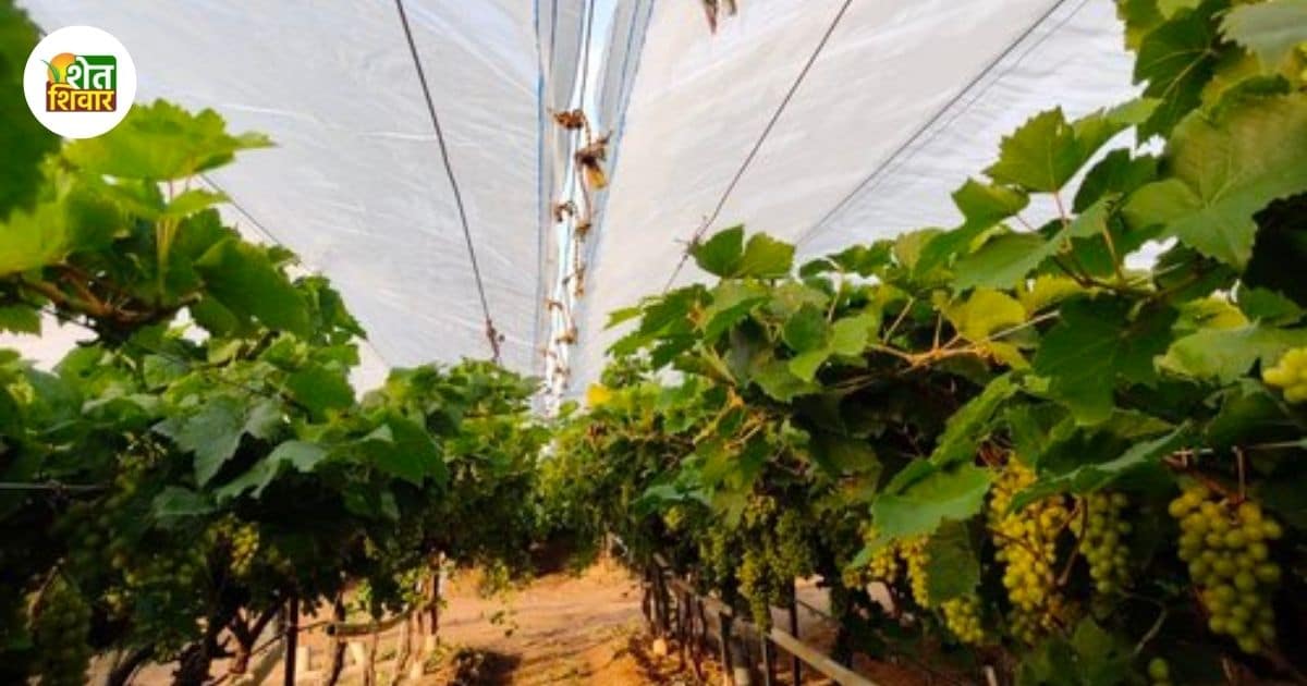 crop-cover-grapes