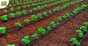 drip-irrigation-for-cotton-farming
