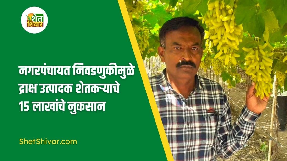 15-lakh-loss-to-grape-growers-due-to-nagar-panchayat-elections