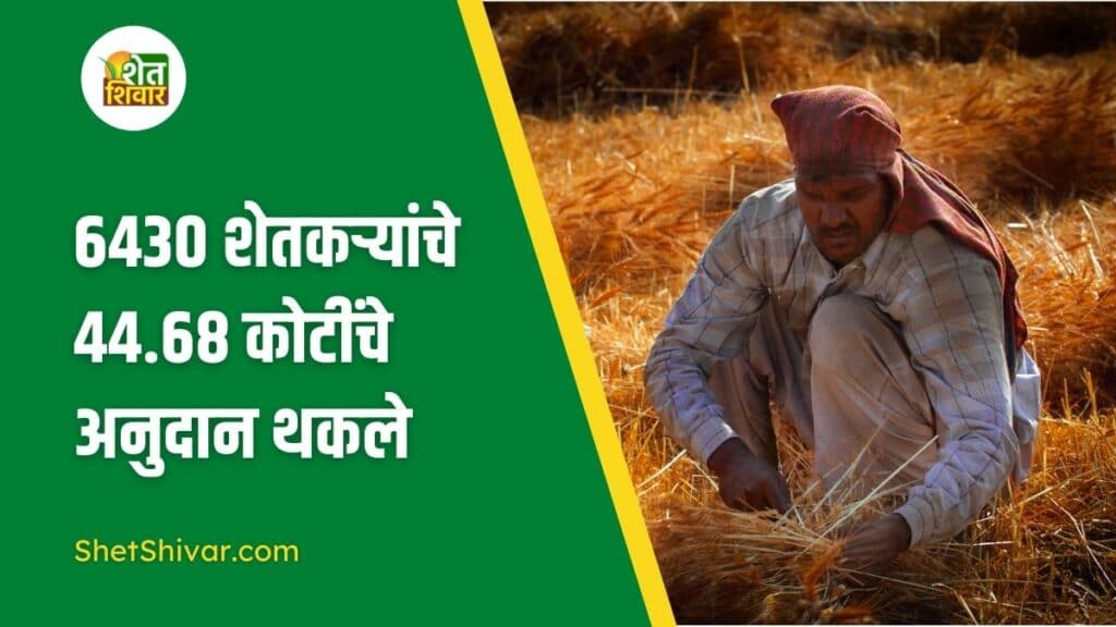 grants-of-rs-44-68-crore-are-due-to-6430-farmers