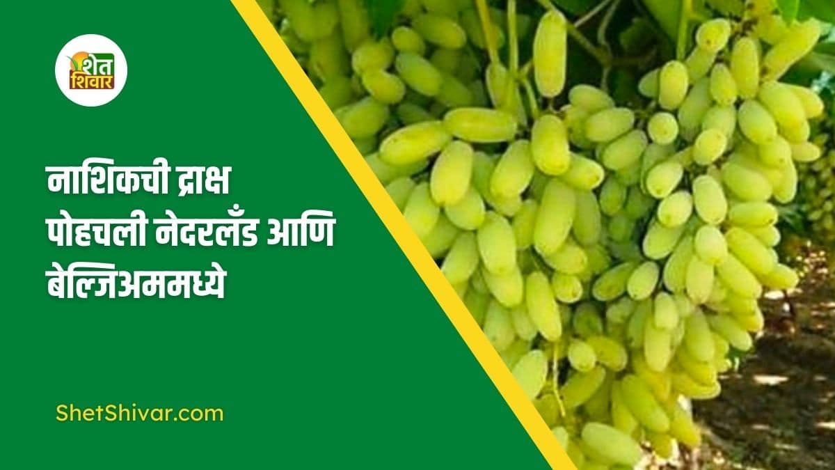 grapes-of-nashik-reached-the-netherlands-and-belgium
