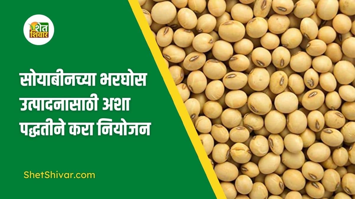 how-to-increase-the-yield-of-soybean
