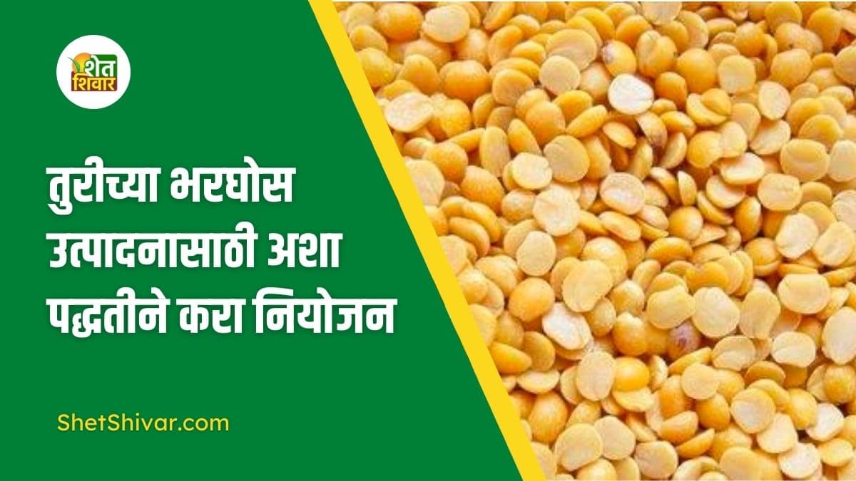 how-to-increase-the-yield-of-tur-dal