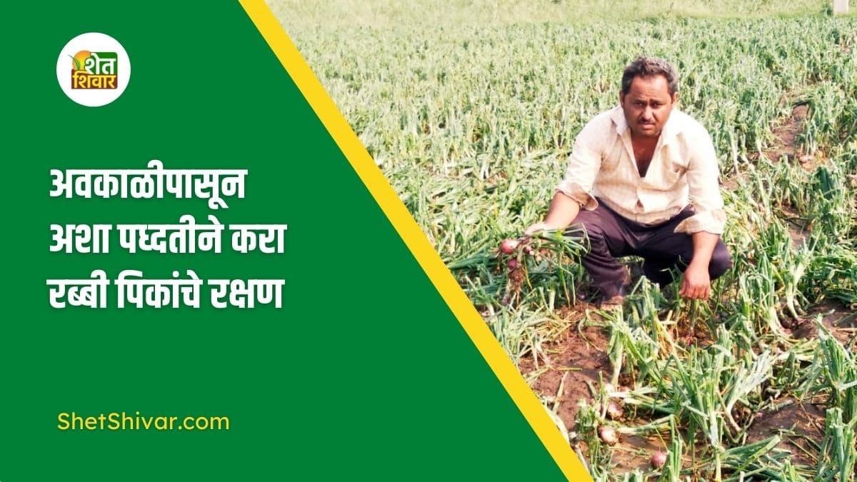 how-to-protect-rabi-crops-from-unseasonal-rains