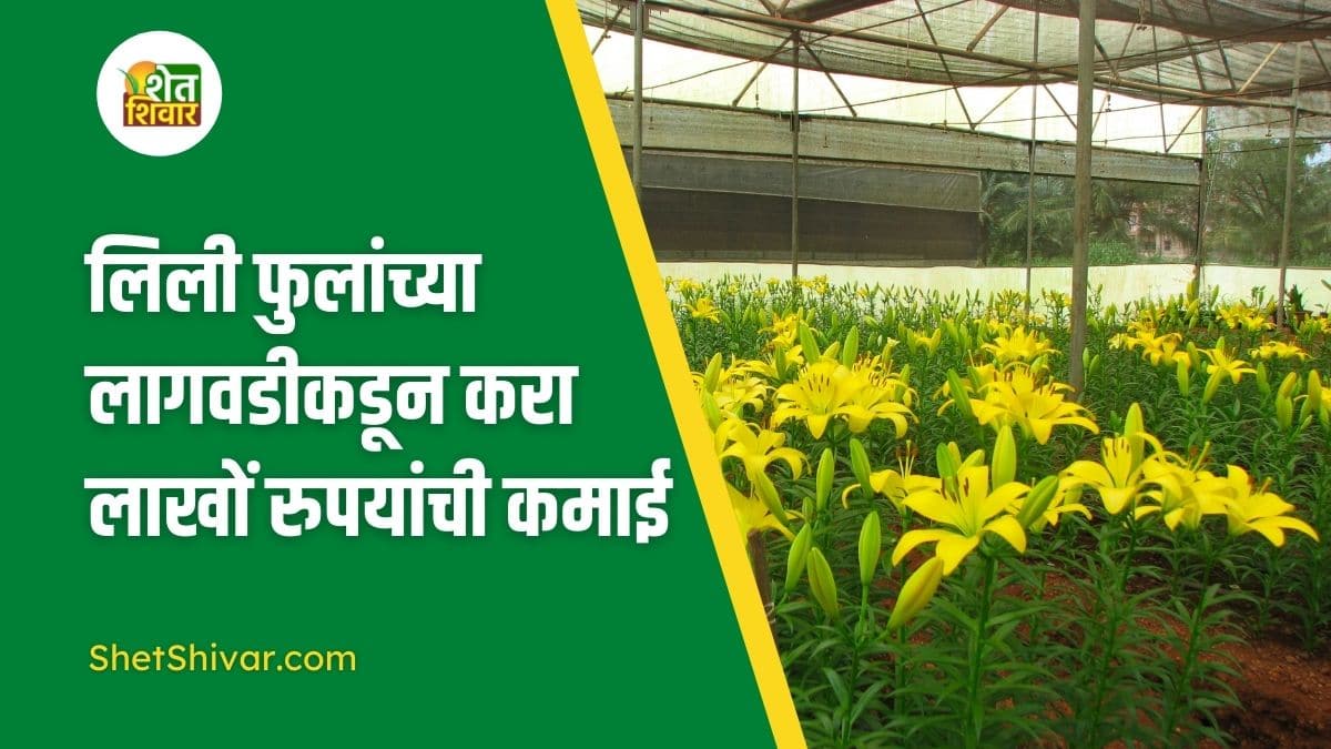 lily-flower-farming-success-story