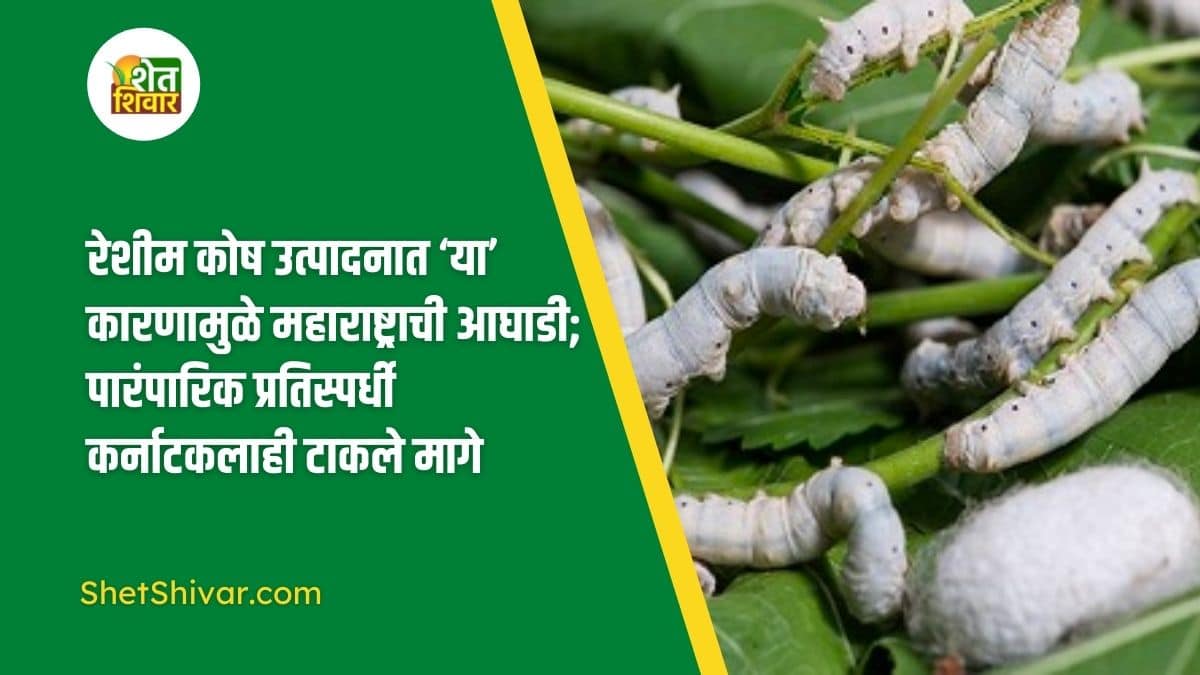 maharashtra-leads-in-silkworm-production