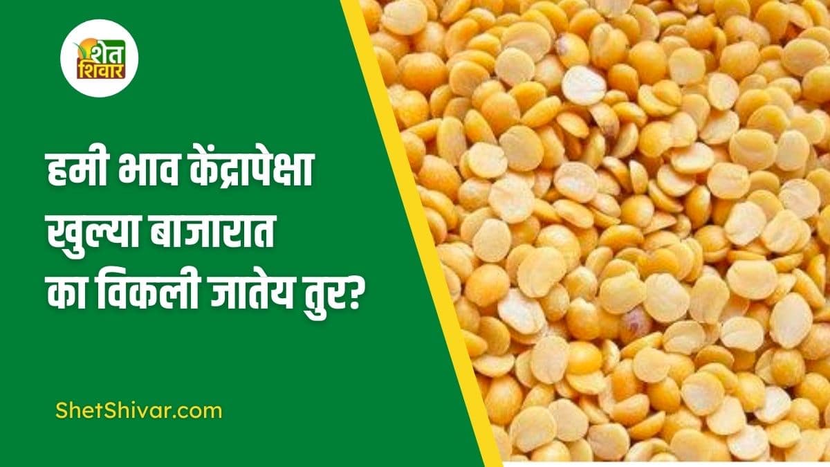 why-is-tur-dal-sold-in-the-open-market