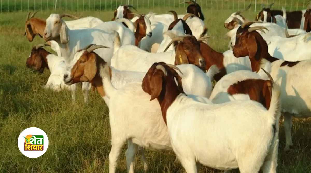 Goat cluster scheme