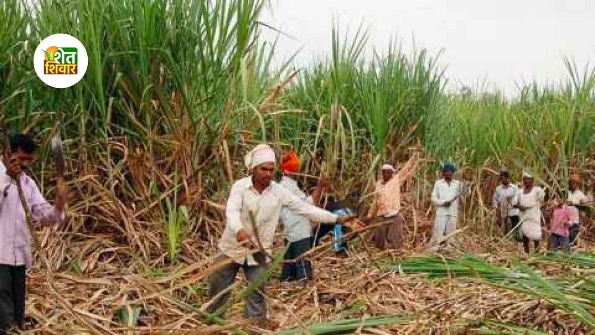 Sugarcane-harvesters