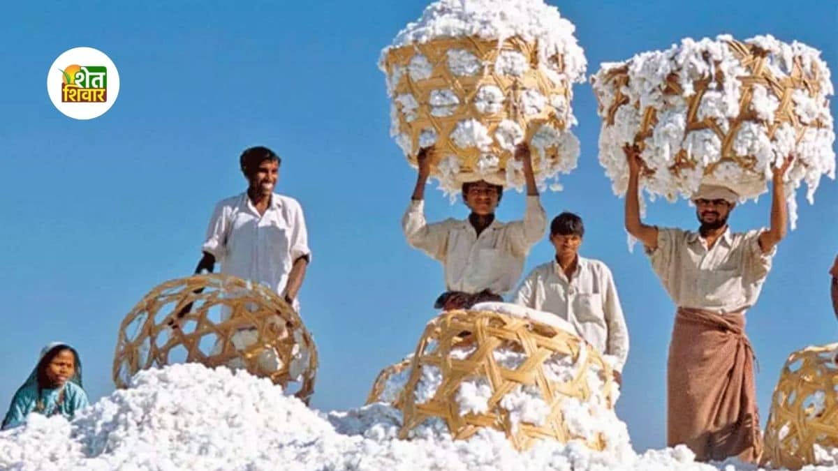 cotton-kapus-market-rate