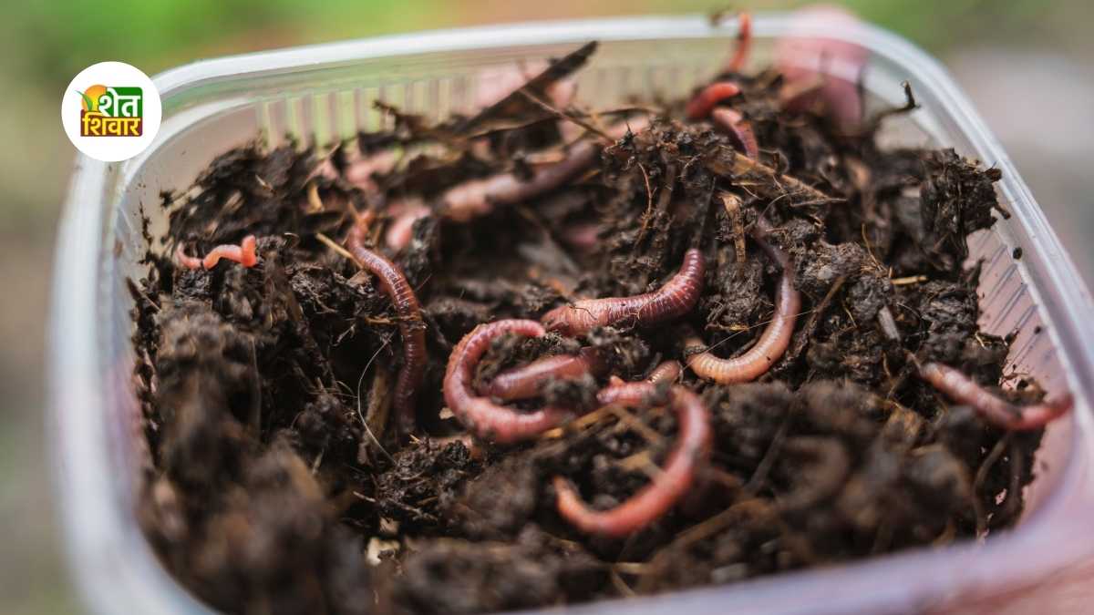 earning rs 5 lakh per month from earthworm sales startup of young farmers