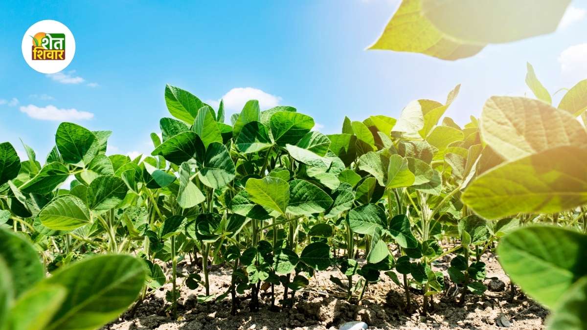 good news for farmers soybean price increase