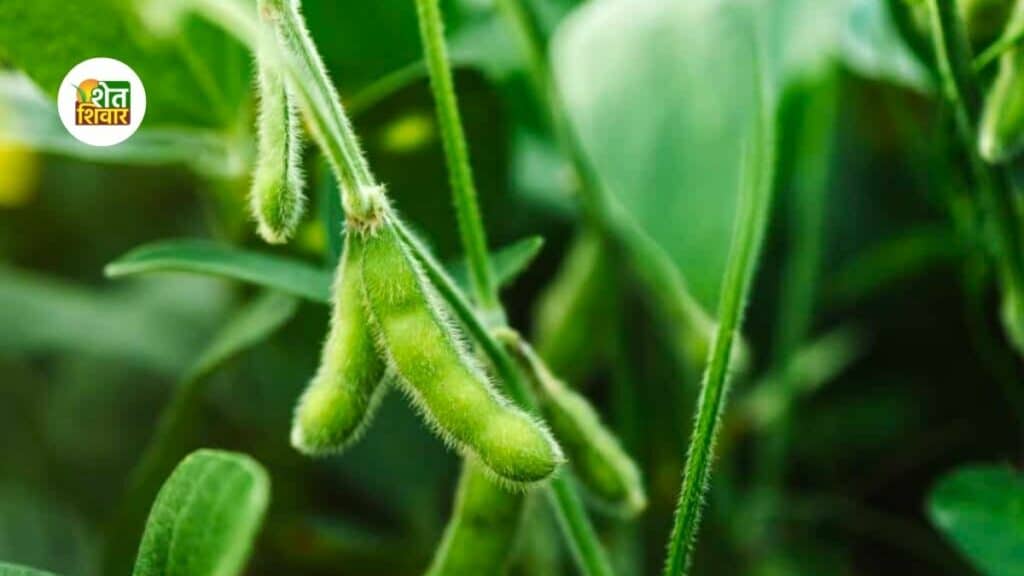 guidance-for-soybean
