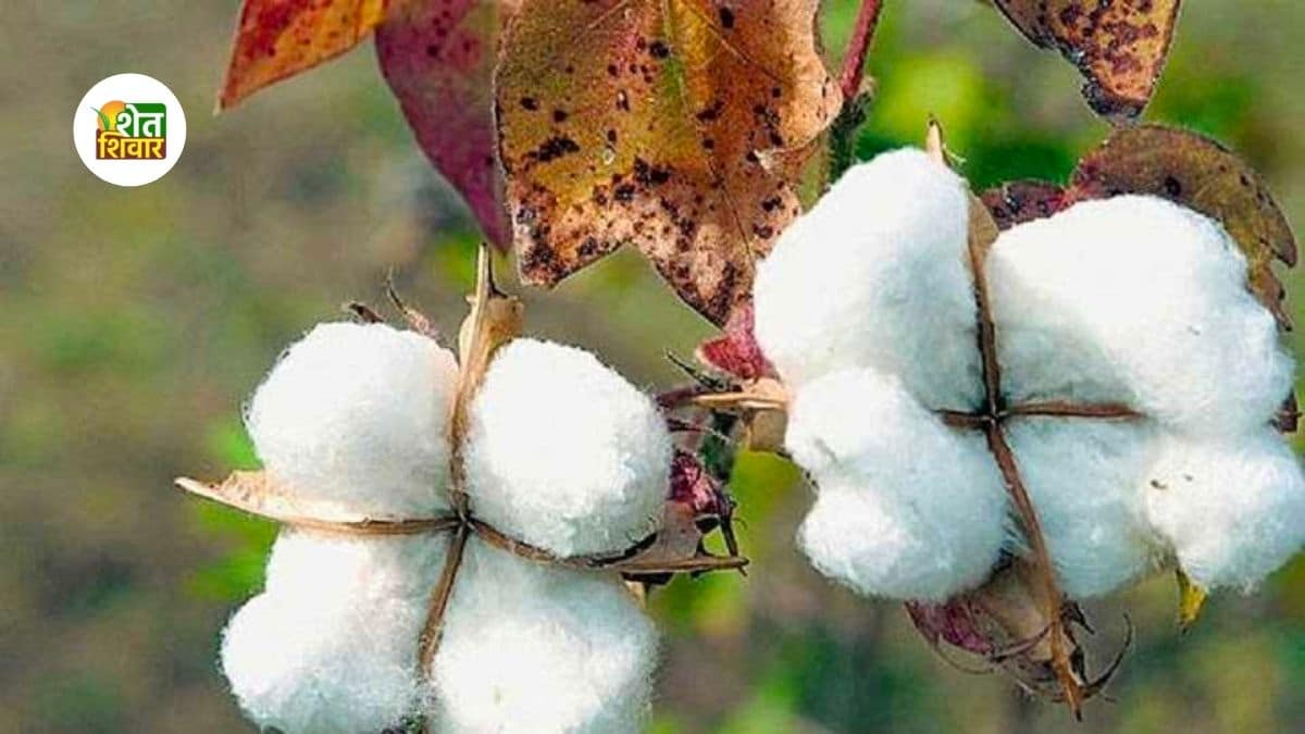 kapus-cotton-market-rate