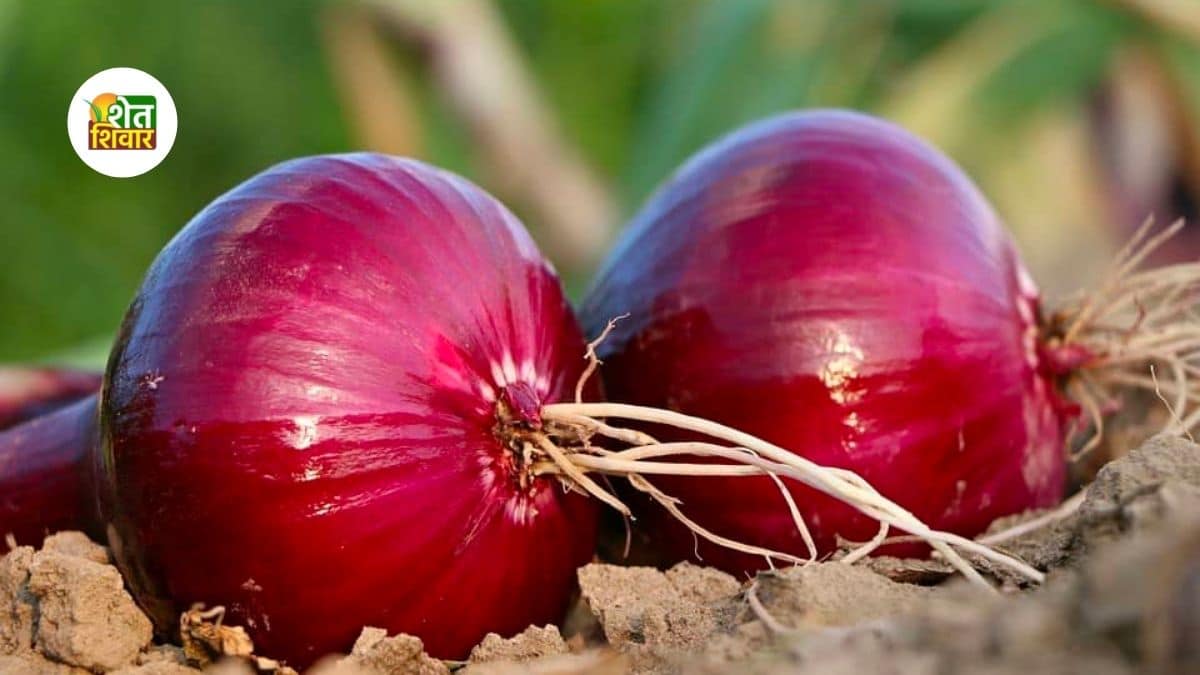 onion-kanda