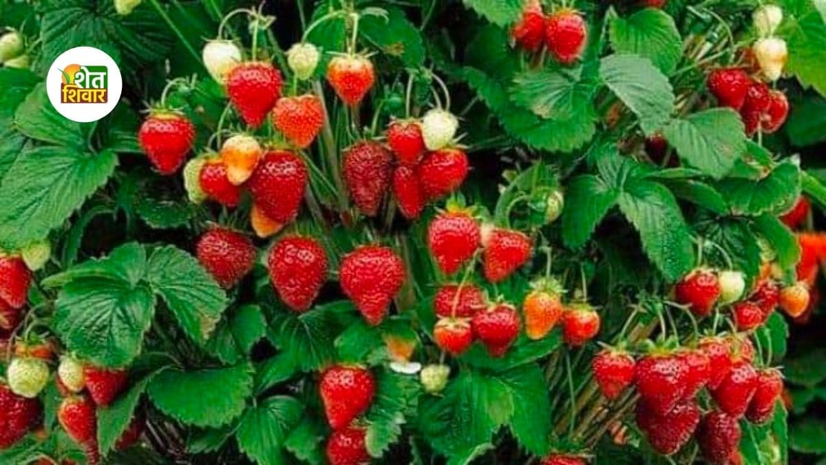 strawberry-farming