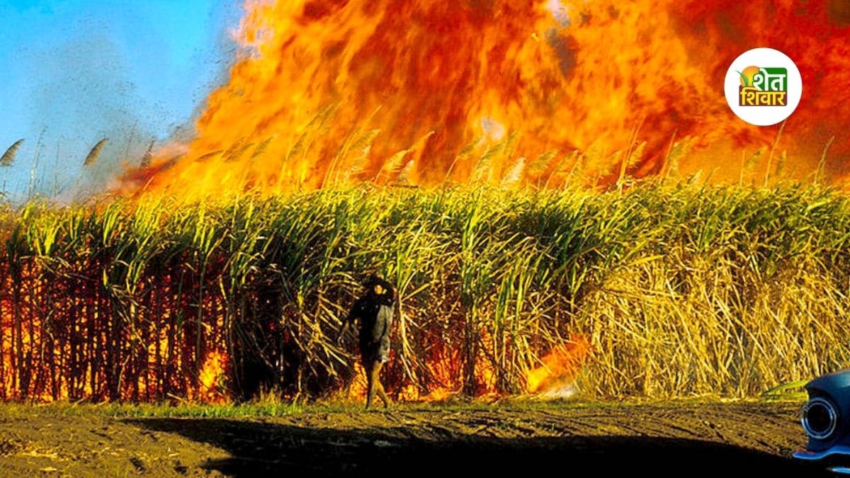 three-hundred-acres-of-sugarcane-burned