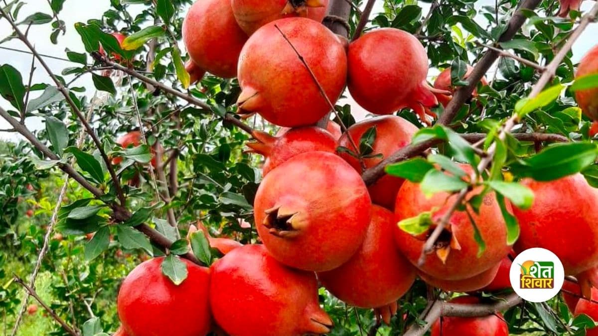 Pomegranate-orchard