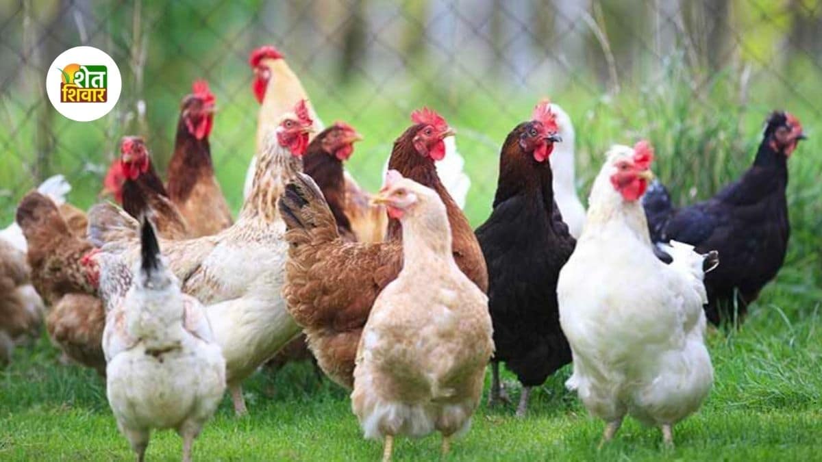 Poultry-farming