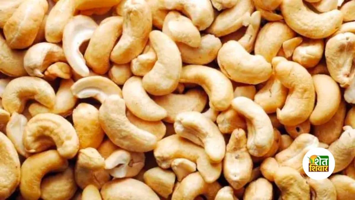cashew-growers