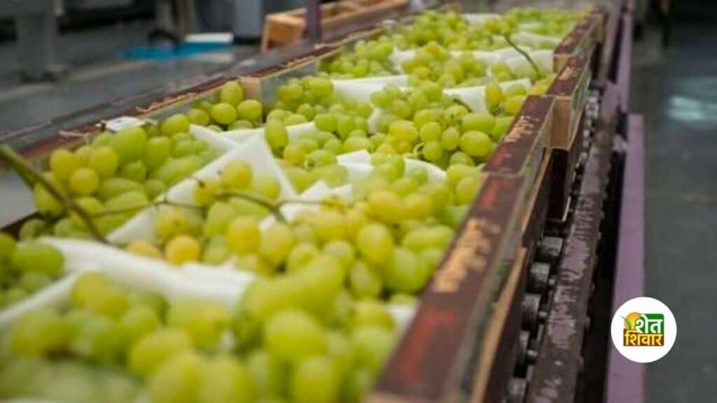 grapes-export