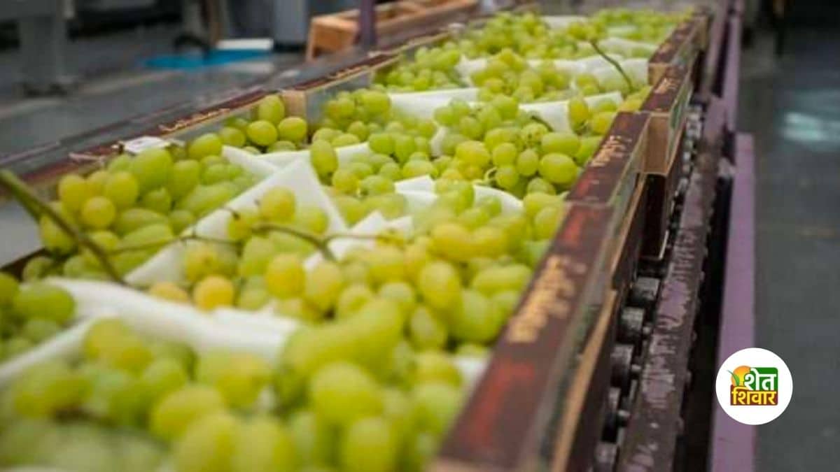 grapes-export