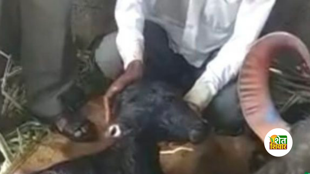 kadegaon buffalo gave birth two face calf