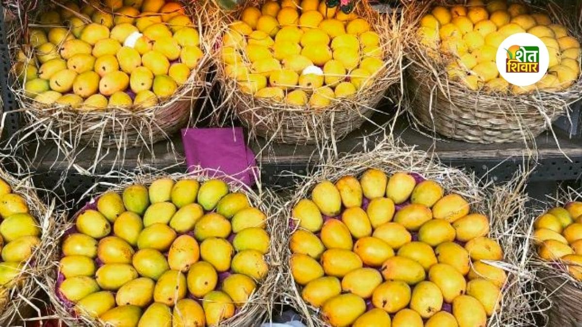 mango-export