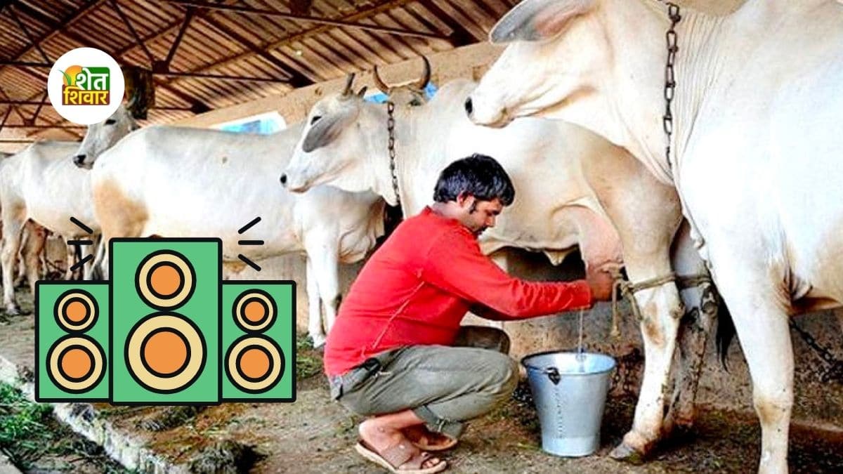 music-for-cow