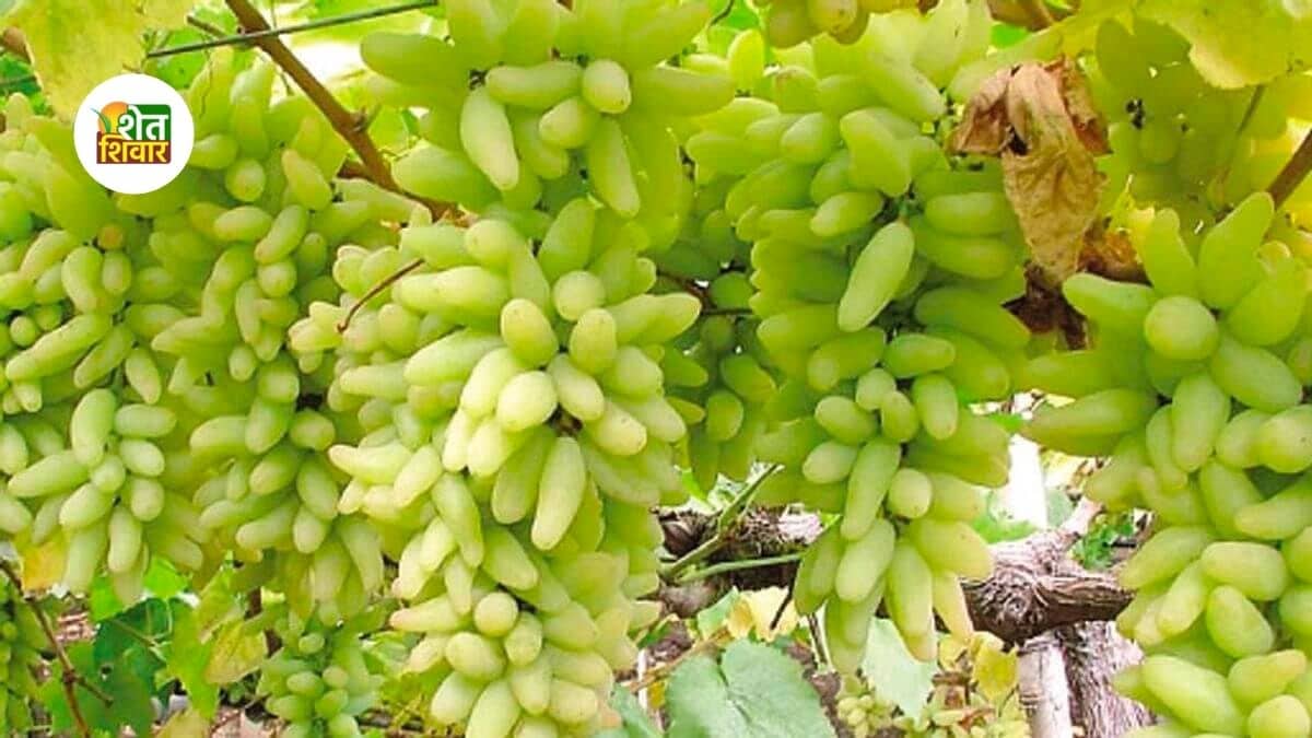 nashik-grapes-export