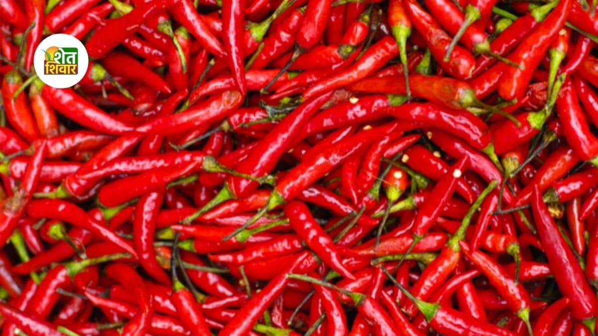 red-chilli-market