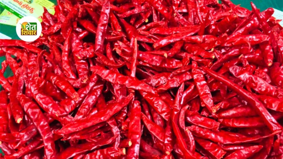 red-chilli