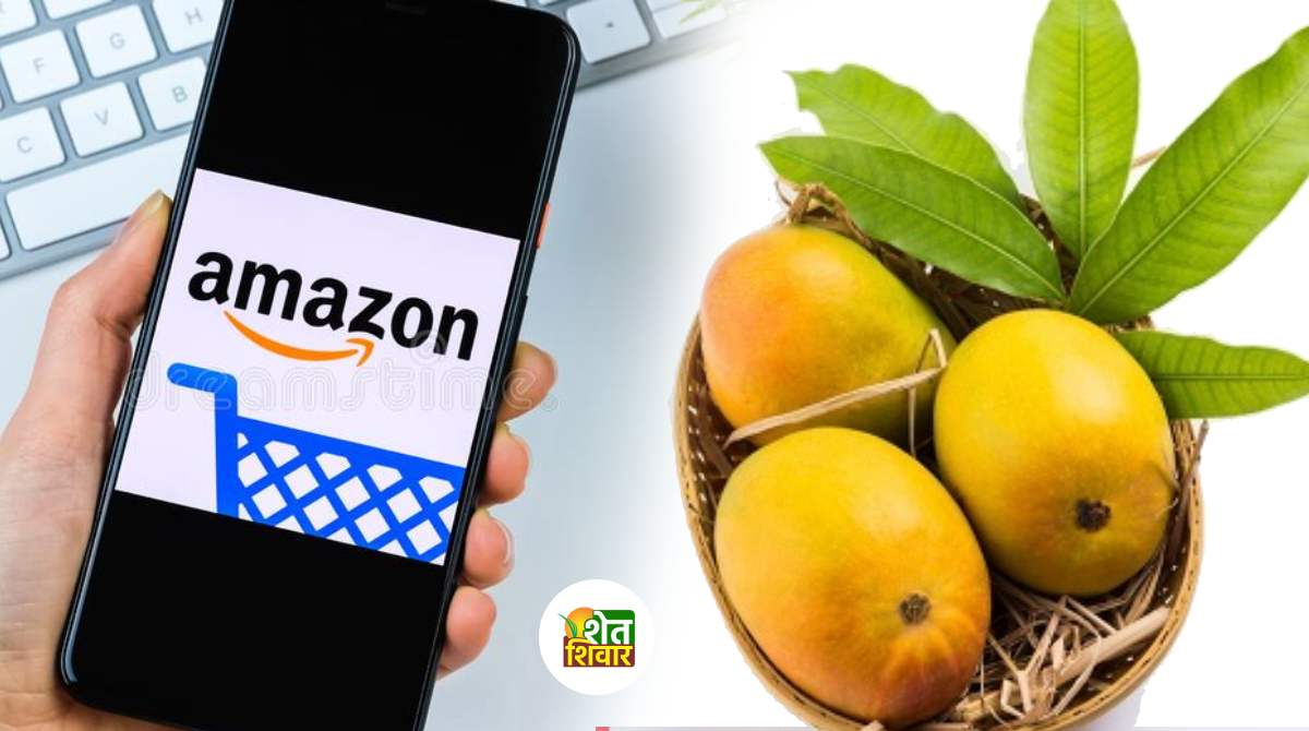 Ratnagiri Hapus available on Amazon