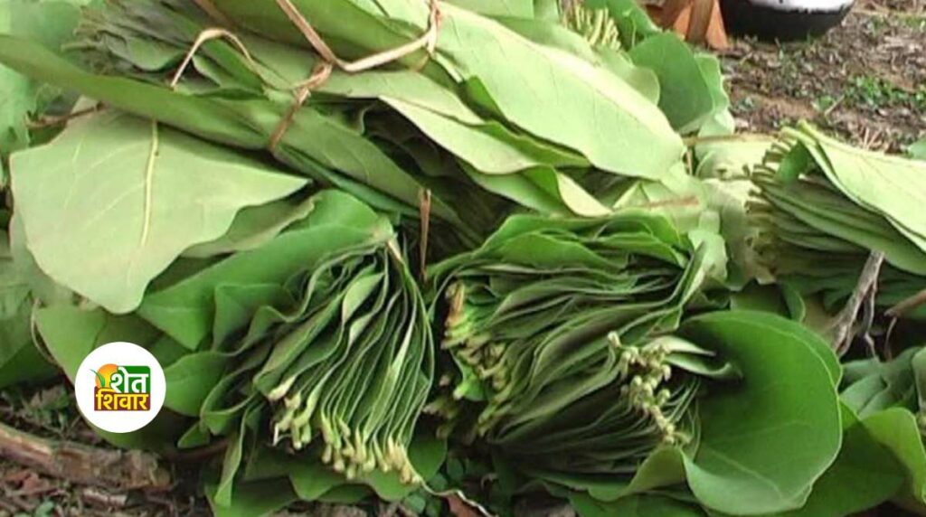 Tendu leaves