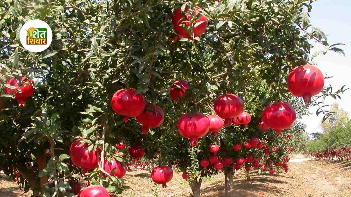 the plight of pomegranate growers