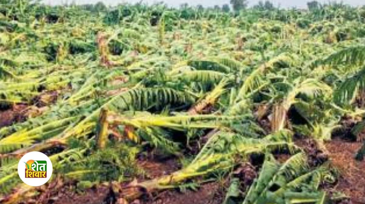Damage to banana growers due to heavy rains