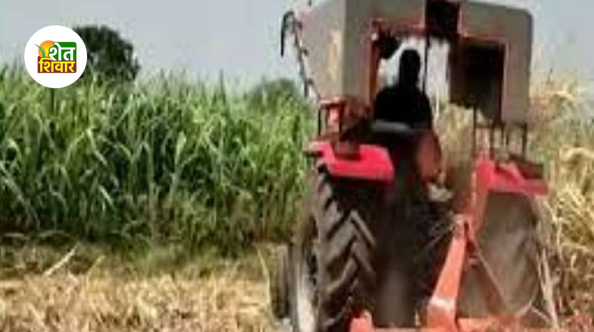 rotavator on the sugarcane crop