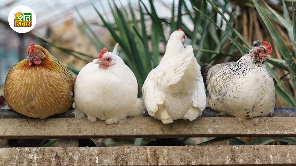 types of hen