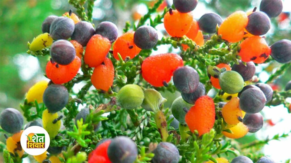 One tree bears 40 kinds of fruits