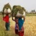India Women Farmers Day