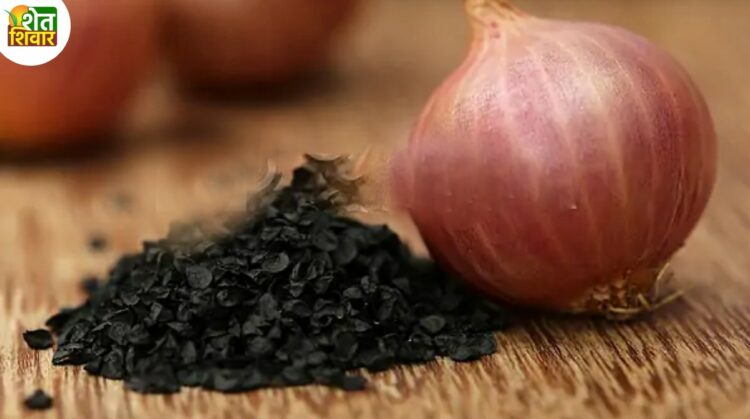 onion seed 1